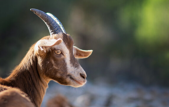 goat face
