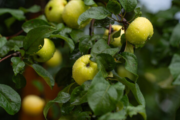 apple and pear branches with ripe fruits and leaves, sunny day