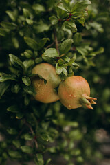 Close-up of a ripening pomegranate fruit hanging on a tree branch, surrounded by lush green leaves. 