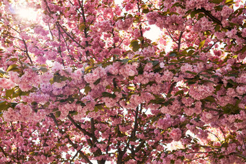 Sunlight filters through branches of blooming pink cherry blossoms in springtime garden