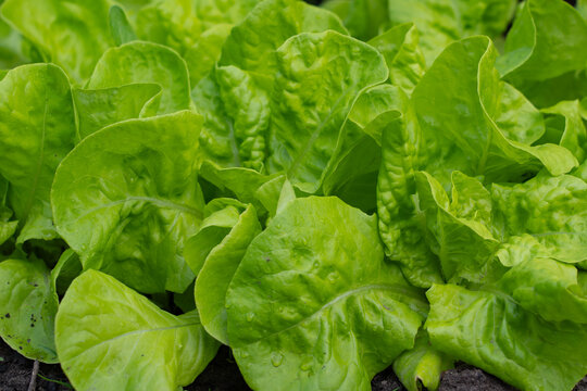 vegetable lettuce and cabbage leaves in the garden, fresh herbs