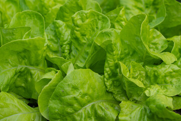 vegetable lettuce and cabbage leaves in the garden, fresh herbs