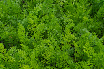 vegetable lettuce and cabbage leaves in the garden, fresh herbs