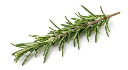 Fresh sprig of green rosemary herb isolated on a white background
