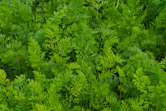 vegetable lettuce and cabbage leaves in the garden, fresh herbs