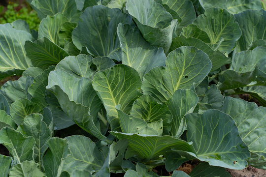 vegetable lettuce and cabbage leaves in the garden, fresh herbs