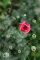 Close-up view of a vibrant pink poppy flower blooming among green foliage