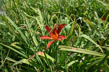 Orange Daylily Bloom