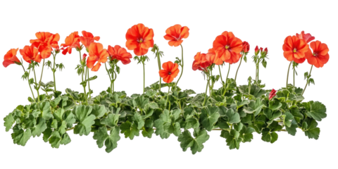 Group of vibrant orange poppies blooming on green stems isolated on transparent background
