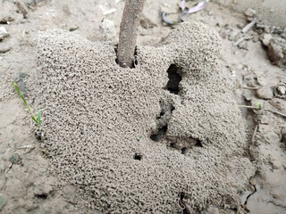 Ant's Hill with plant and spherical cone consists of soil and potting soil digging from the plant pot