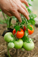 Hand harvesting ripe tomatoes in a garden during summer season