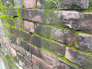 close up Brick wall covered with green moss. Old brick wall is wet and covered with thick moss. 