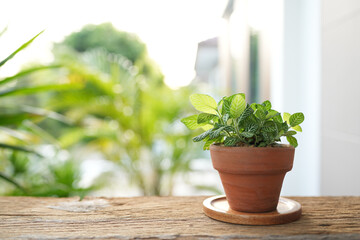 Nerve plant, Fittonia albivenis potted plant on rustic wooden table, garden view