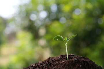 Macro small pumpkin sprout growing with visible water droplets