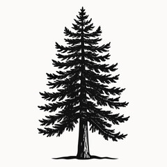 Obraz premium set of fir trees
