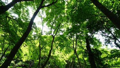 Forest canopy sunlight greenery