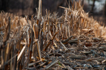 A detailed, low-angle shot of the remnants of a harvested cornfield, focusing on the texture and pattern of the cut stalks and stubble.