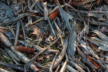 A textured close-up of a harvested cornfield, showing dry, broken stalks, leaves, and a few leftover corn cobs.