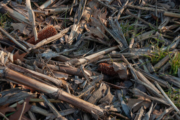 A textured close-up of a harvested cornfield, showing dry, broken stalks, leaves, and a few leftover corn cobs.