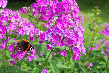 Flowers Phlox subulata  flowering in garden on summertime, blooming purple phlox outdoors, flowering vivid leafy plant phlox in garden