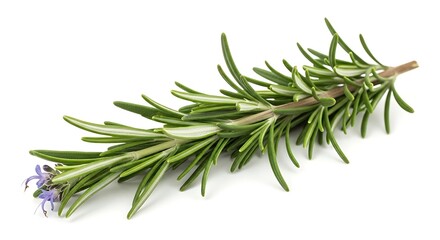 Fototapeta premium Fresh aromatic rosemary sprig with green needle leaves and a blossom isolated on white