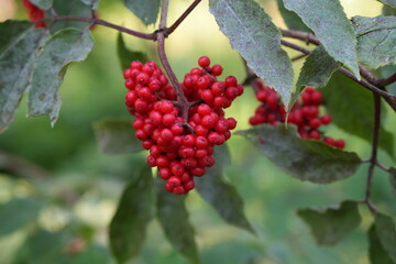 Red Berries in a Heart Shape on a Branch