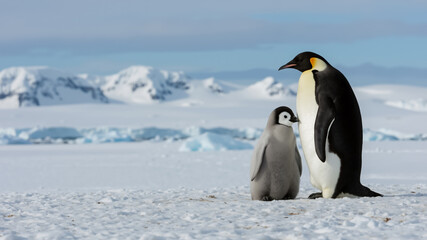 Obraz premium Emperor penguin chick standing next to adult in Antarctica. Close up of emperor penguins on snowy landscape with icebergs. Copy space for text