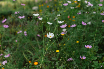 Obraz premium Colorful wildflower garden in full bloom during a sunny afternoon in late spring