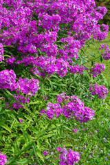 Obraz premium Flowers Phlox subulata flowering in garden on summertime, blooming purple phlox outdoors, flowering vivid leafy plant phlox in garden