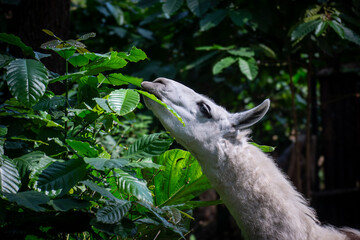 A fleecy llama eating coffee leaves in the forest, a domesticated South American camelid, widely used as a meat and pack animal. © Max Asrory