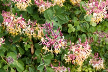 Etruskisches Geißblatt oder Lonicera etrusca. Strauchpflanze mit grünen Blättern. Sehr blühfreudig mit großen, nach Honig duftenden Blüten in Karminrosa, Gelb und Cremeweiß
