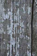 Obraz premium Old wooden background with white paint peeling off the bark of a tree