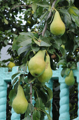 pears on the tree in the garden. photo for your design