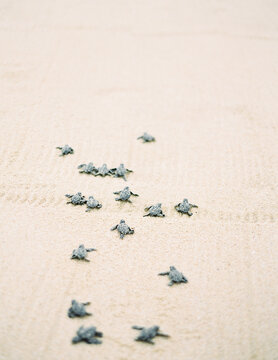 Cabo turtle release beach sand