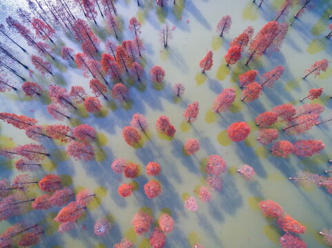 Aerial photography bird-eye view of the autumn redwood in the pond