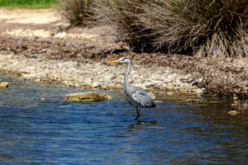 Great gray heron (Ardea cinerea) close-up (Greece, Kefalonia island)