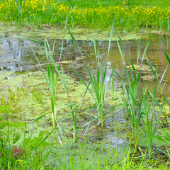 A stagnant body of water with duckweed, reeds and other aquatic plants.