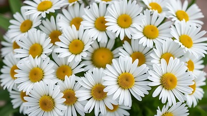 Fototapeta premium Fresh daisy flowers in circular arrangement, highlighting white petals and yellow centers with natural light.