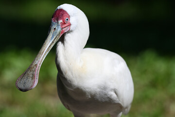 African spoonbill