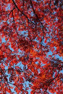 Red autumn leaves