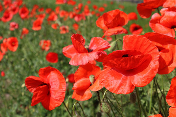 Fototapeta premium red poppy flower