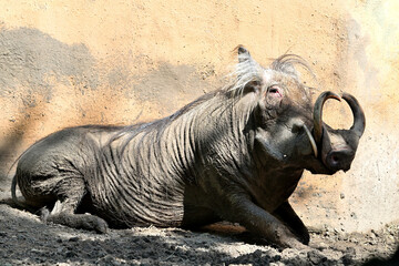 Desert warthog