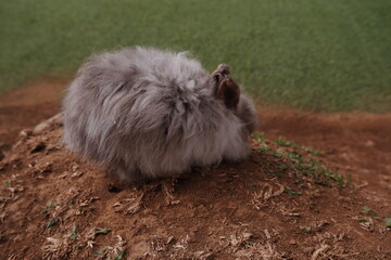 Rabbit on Artificial Grass