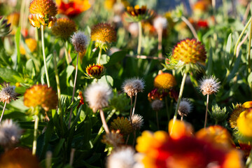 Blanket flower photo in nature