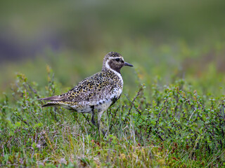 European Golden-Plover foraging in Coastal Grassland