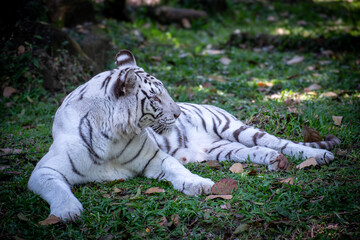 Majestic white tigress resting on the ground with calm expression.