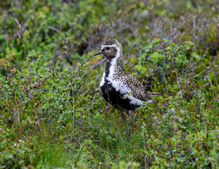 European Golden-Plover foraging in Icelandic Tundra