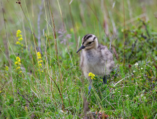 Whimbrel chick foraging in Coastal Marshland Habitat

