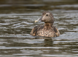 Female Common Eider Duck Swimming in Calm Waters