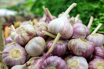 Fresh garlic in supermarket. New harvest, healthy eating
